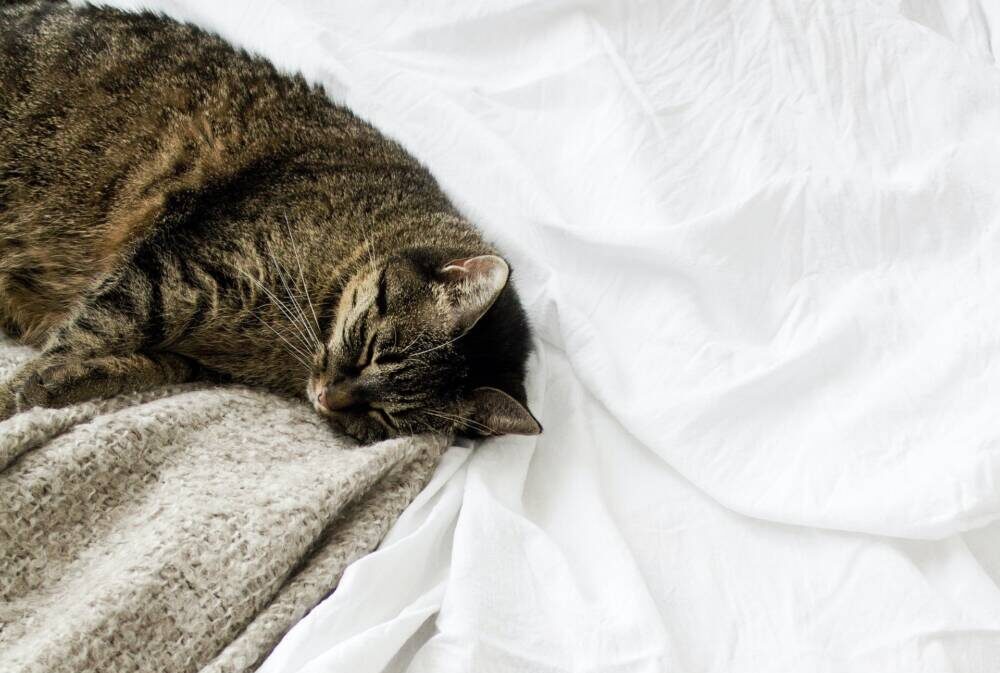 sarah-dorweiler-06wMGv3GF8k-unsplash